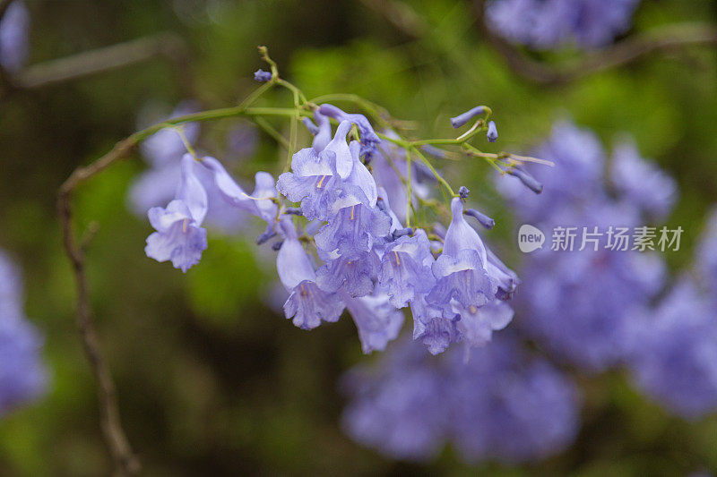 美丽的紫色蓝花楹树/花